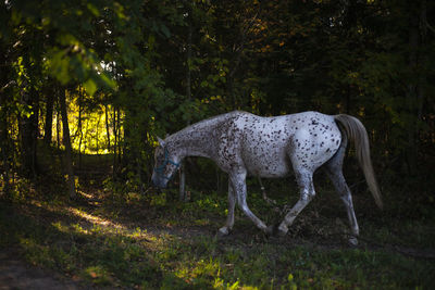 Horse on the farm. beautiful photo of a horse in the forest. 