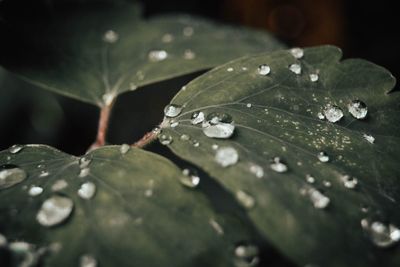 Close-up of water drops on leaves