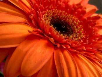 Close-up of orange flower