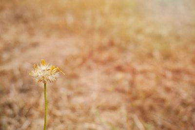 Close-up of yellow dandelion flower on field