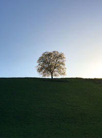 Bare tree on landscape against clear sky