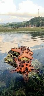 Close-up of plants in lake against sky