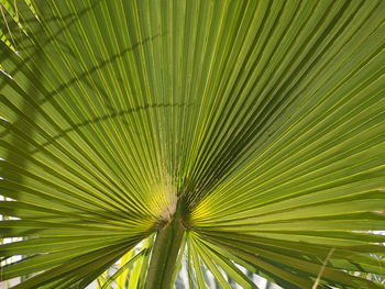 Full frame shot of palm tree leaves