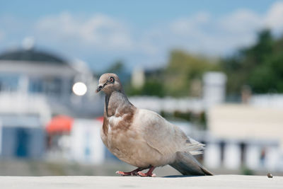 Close-up of seagull perching on wall