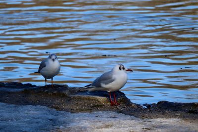 Seagulls perching on a lake