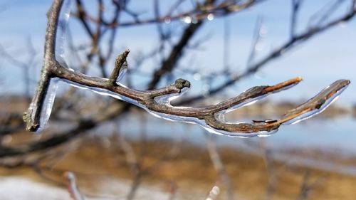 Close-up of snow on branch