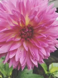 Close-up of pink flower blooming outdoors