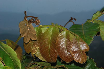 Close-up of leaves