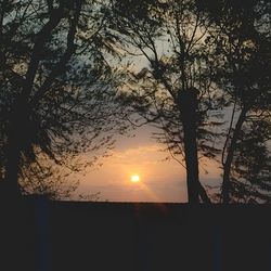 Silhouette of trees at sunset