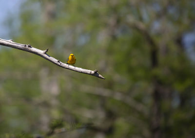 Prothonotary warbler protonotaria citrea perched on a tree limb