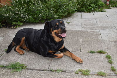 Portrait of dog sitting outdoors