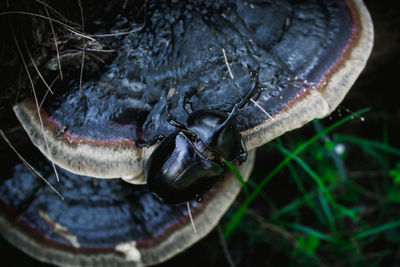 High angle view of insect on ground