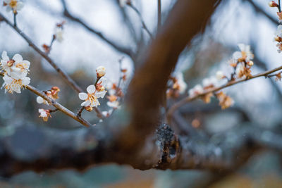 Low angle view of cherry blossoms in spring