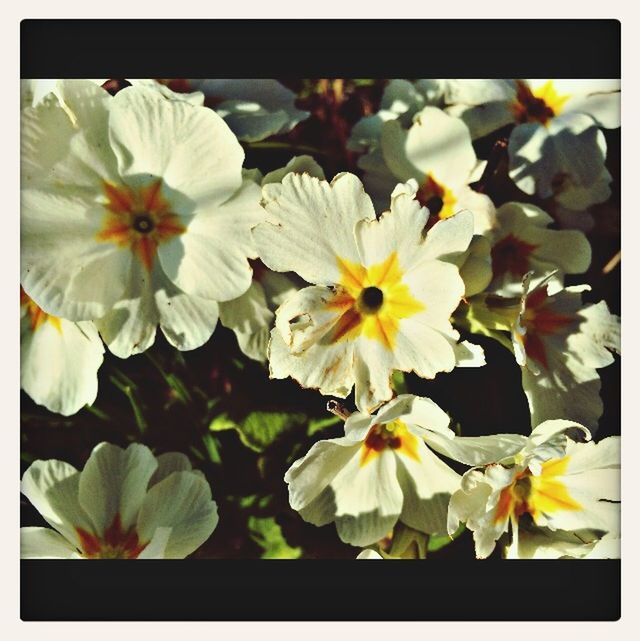 transfer print, flower, freshness, petal, auto post production filter, fragility, flower head, beauty in nature, growth, white color, close-up, nature, blooming, focus on foreground, blossom, in bloom, pollen, day, yellow, botany