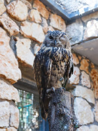 Portrait of eurasian eagle owl perching on wooden post at zoo