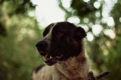 Close-up of dog looking away