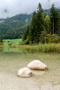 Scenic view of lake in forest against sky