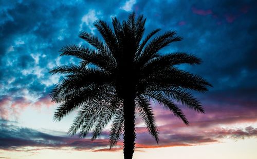 Low angle view of silhouette palm tree against sky