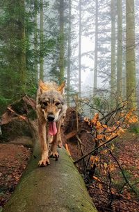 Portrait of dog in forest