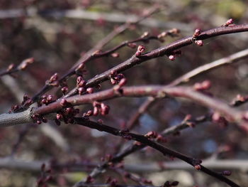 Close-up of cherry blossoms on branch