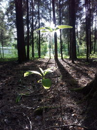 Trees growing in forest