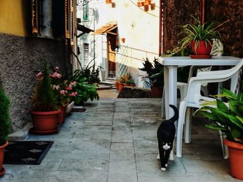 Potted plants at flower pot