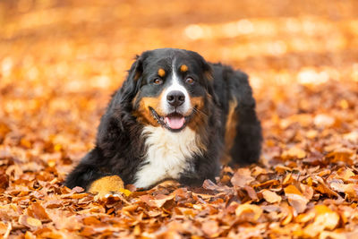 Portrait of dog lying on leaves during autumn