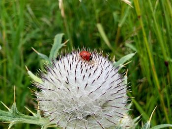 Close-up of insect on flower