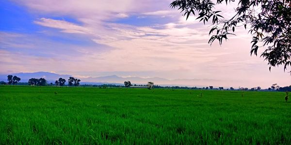 Scenic view of agricultural field against sky