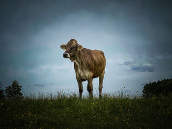 Horse standing on field against sky