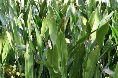 Full frame shot of grass