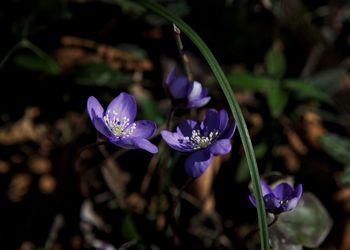 Close-up of purple crocus flowers on field