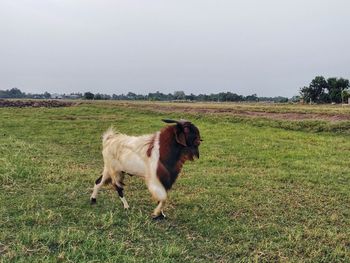 Cow standing on grassy field