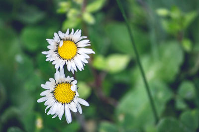 Close-up of white daisy flower