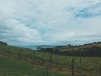 Scenic view of vineyard against cloudy sky