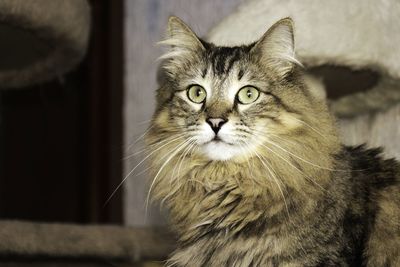 Close-up portrait of cat