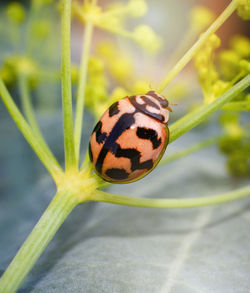 Close-up of insect on leaf