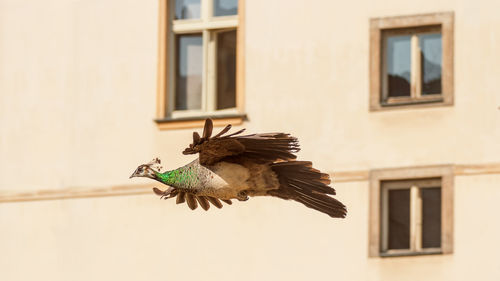 Low angle view of peacock flying against building