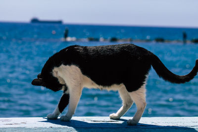 Close-up of a dog on sea shore