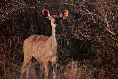 Deer standing on field