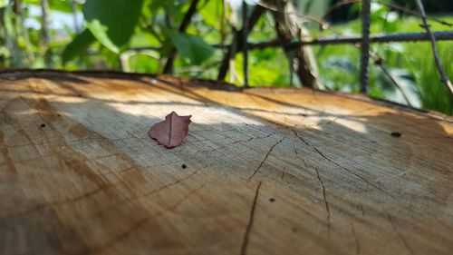 Close-up of wood on tree