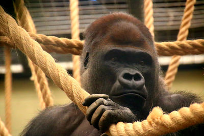 Close-up of gorilla holding rope at zoo