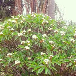 White flowers blooming in park