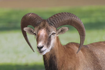 Portrait of mouflon sheep close-up head