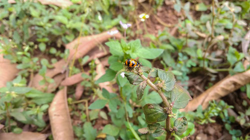 Close-up of insect on plant