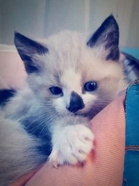 Close-up portrait of cat