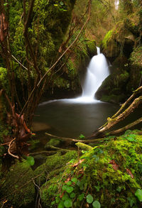 Scenic view of waterfall in forest