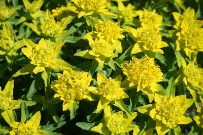 Close-up of yellow flowering plants