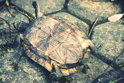 Close-up of tortoise on ground