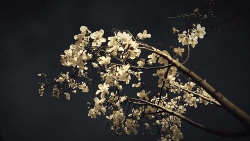 Close-up of white flowers